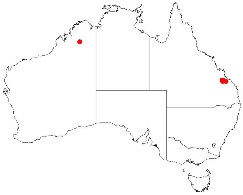 Acacia pedleyi