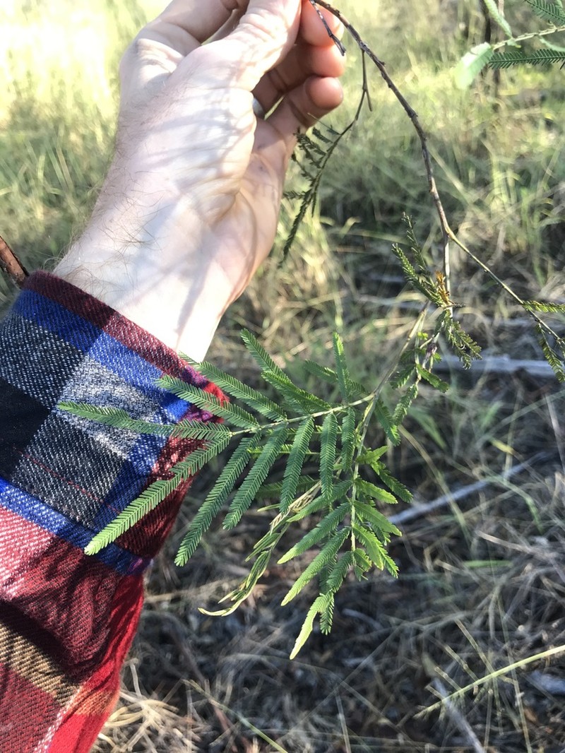 Acacia pedleyi photo 2