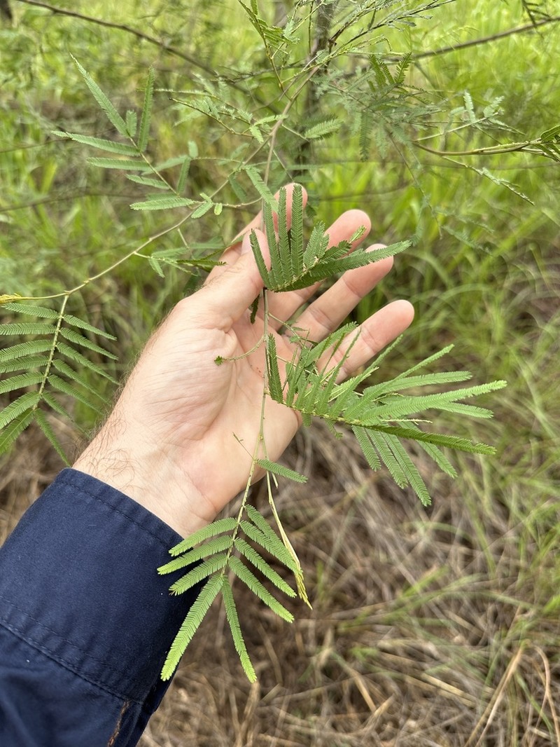 Acacia pedleyi photo 3