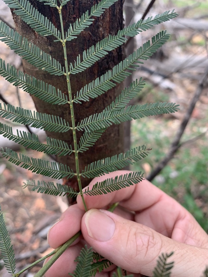 Acacia pedleyi photo 4