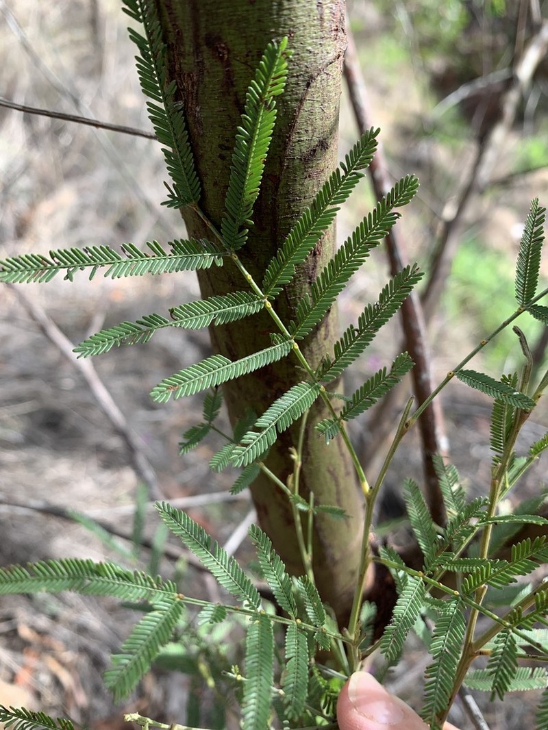 Acacia pedleyi photo 5