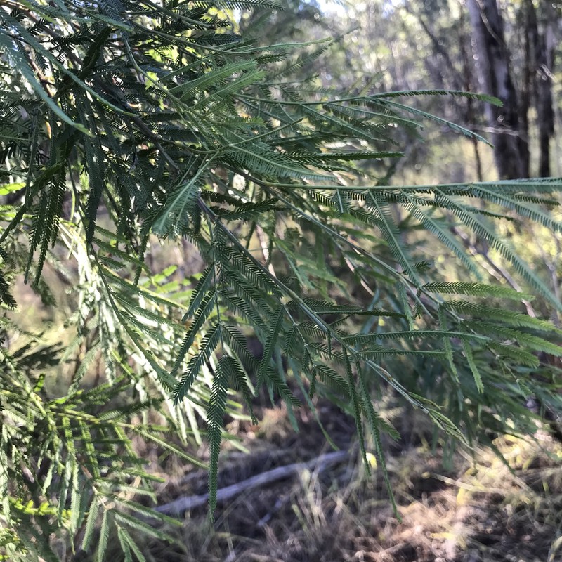 Acacia pedleyi photo 6