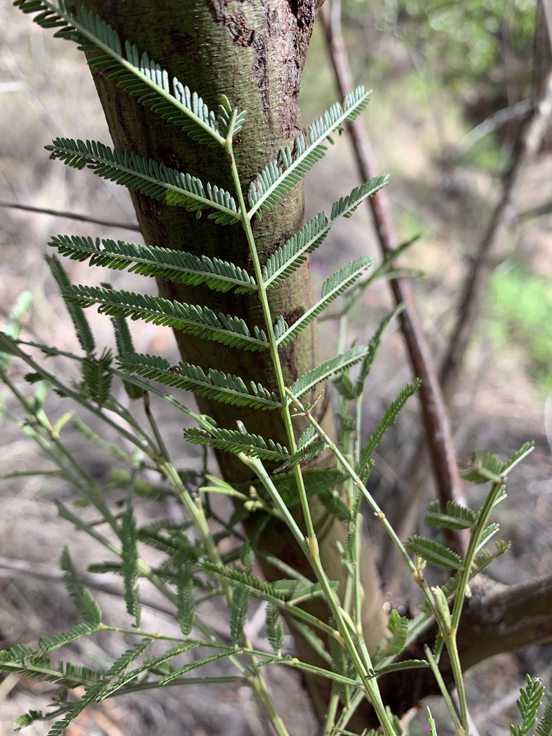 Acacia pedleyi photo 7