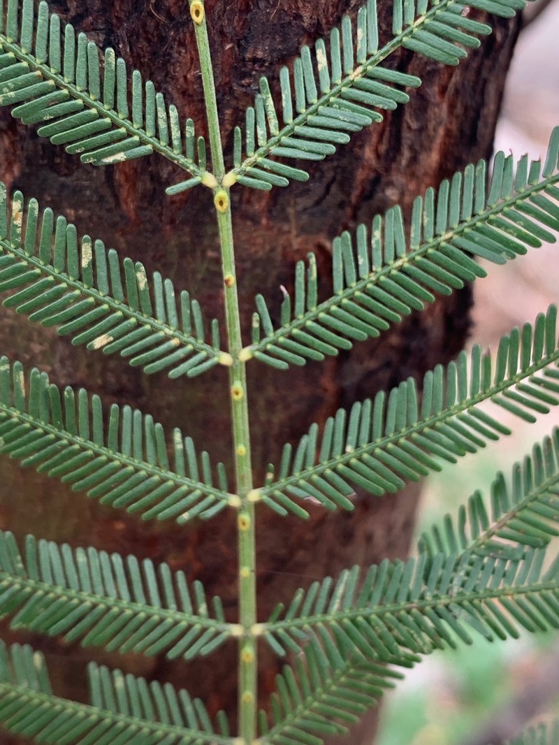 Acacia pedleyi photo 8