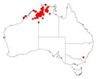 Acacia pellita