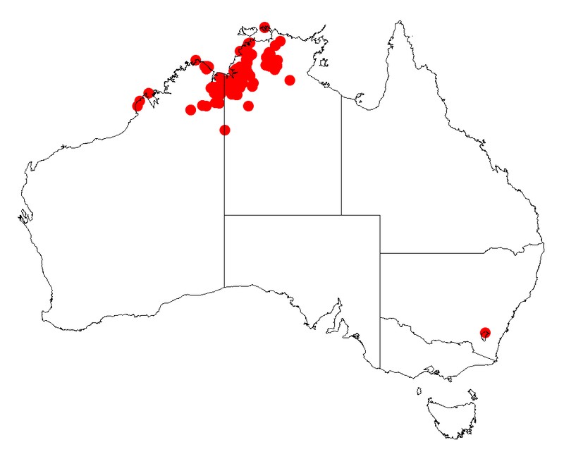 Acacia pellita