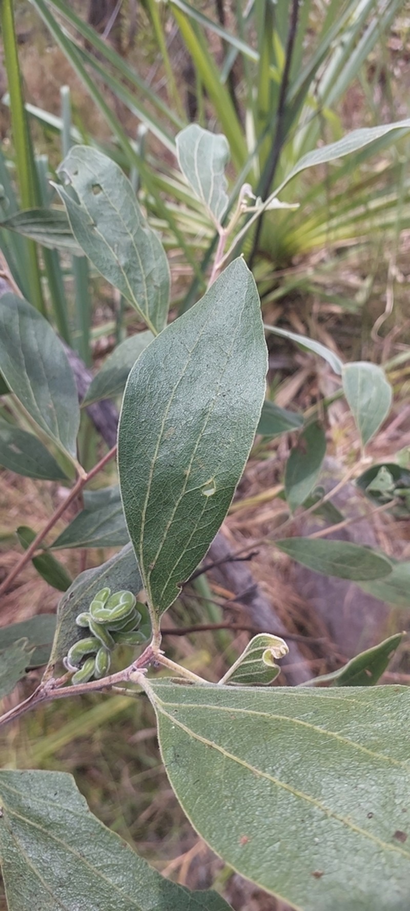Acacia pellita photo 2