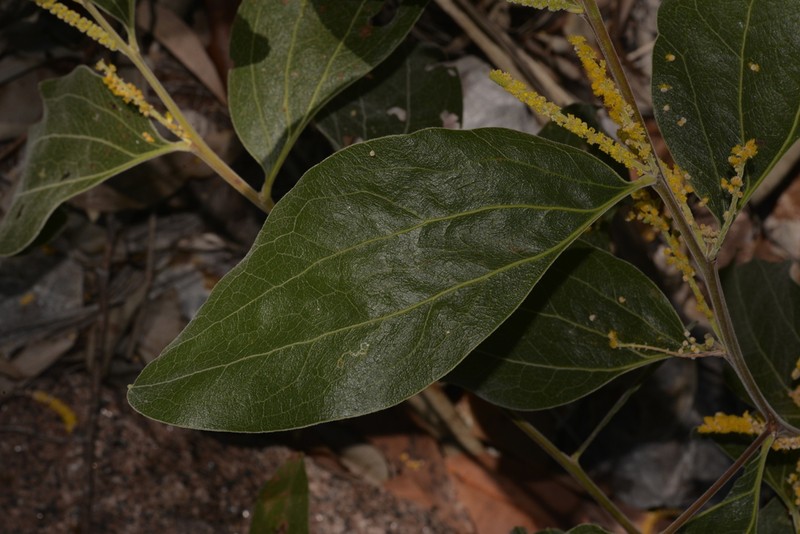 Acacia pellita photo 3