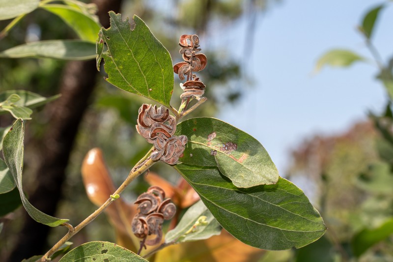 Acacia pellita photo 5