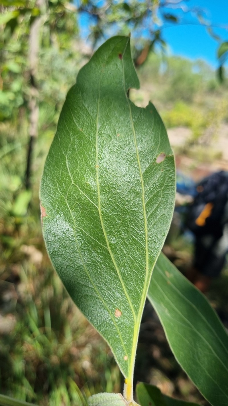Acacia pellita photo 6