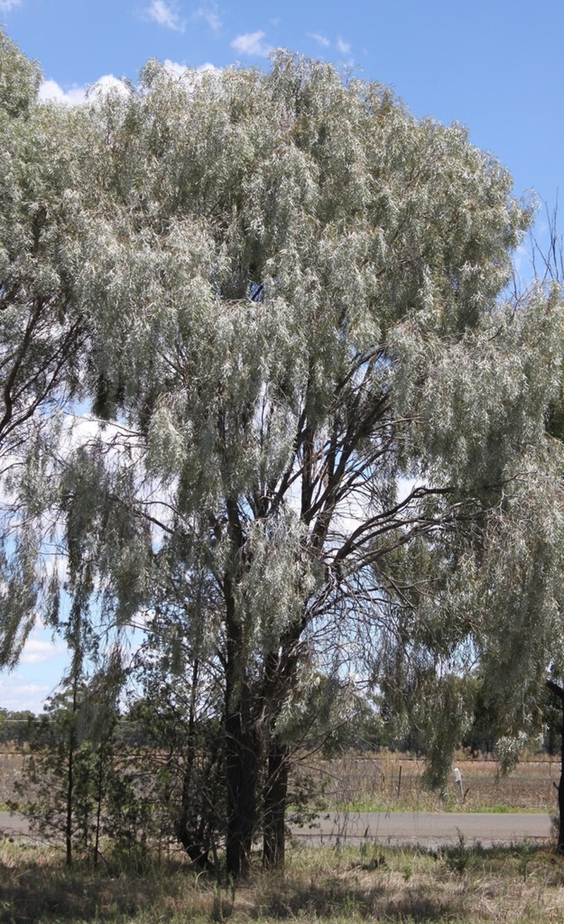 Myall Acacia photo 3