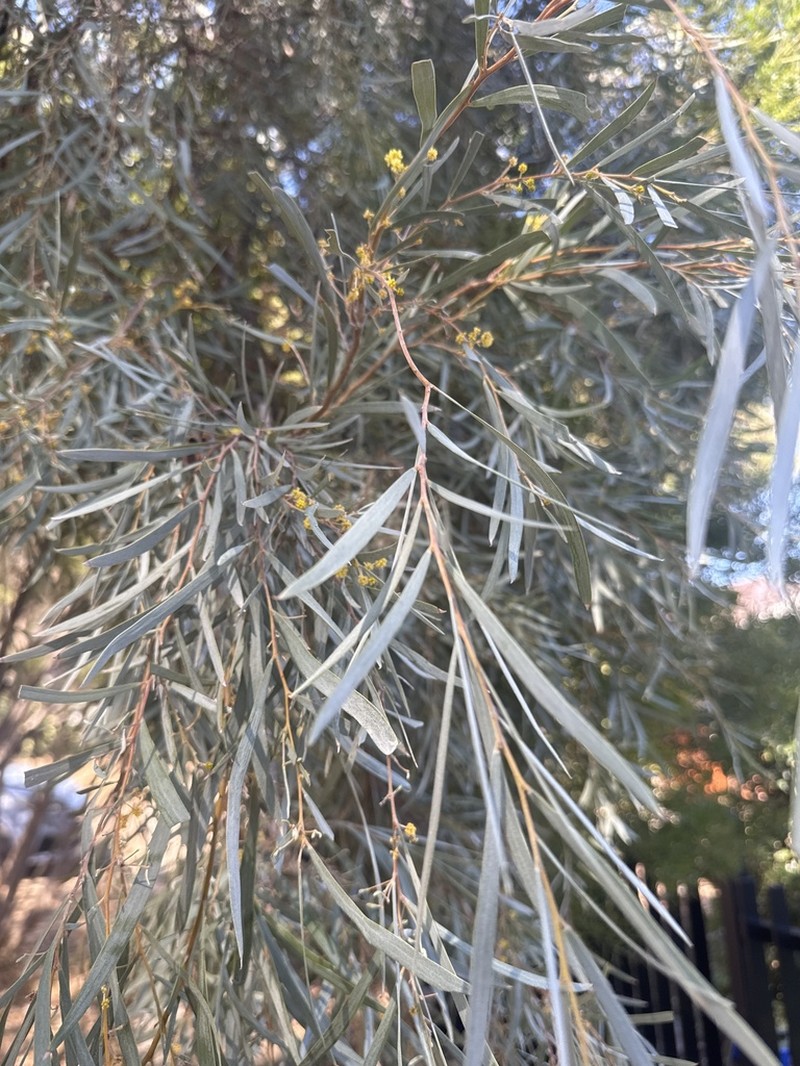 Myall Acacia photo 4