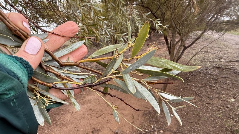 Myall Acacia photo 5