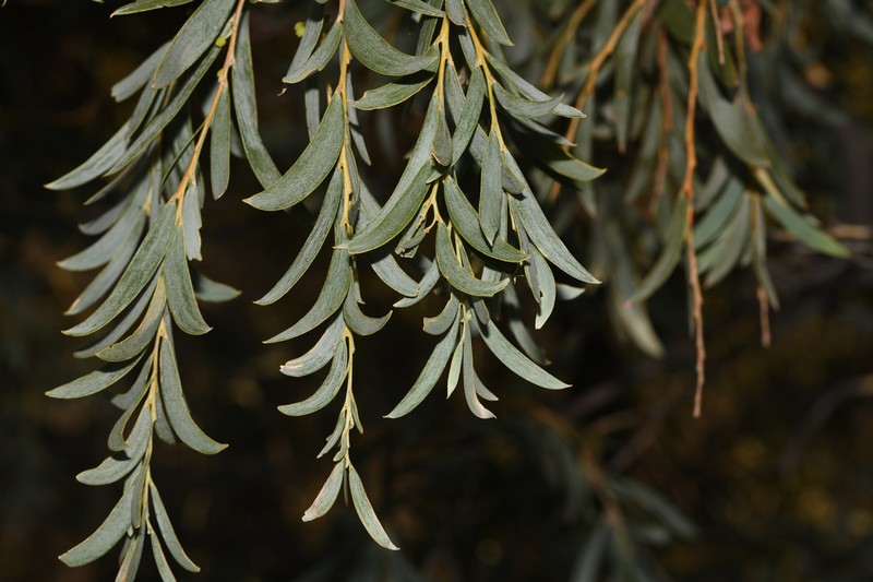 Myall Acacia photo 6