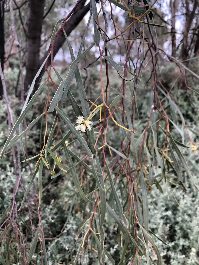 Myall Acacia photo 7