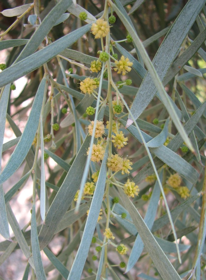 Myall Acacia