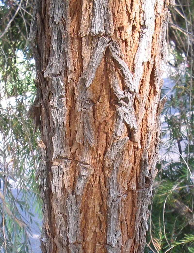 Myall Acacia photo 2