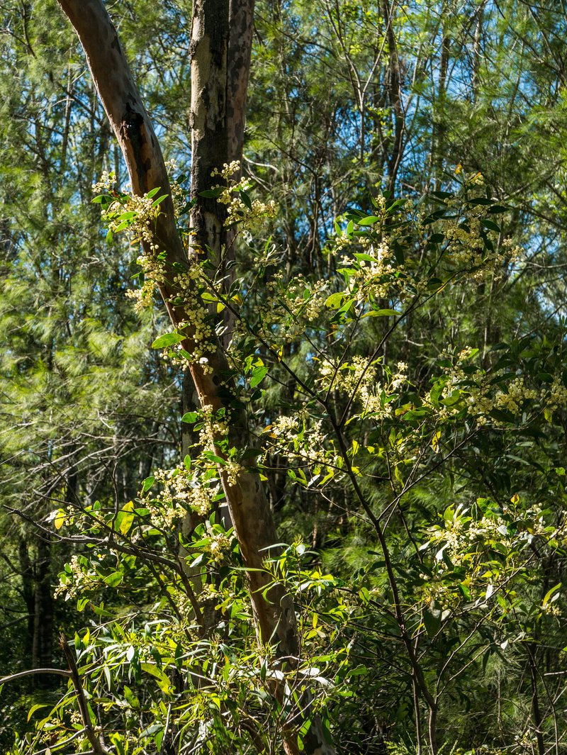Blackwood photo 2