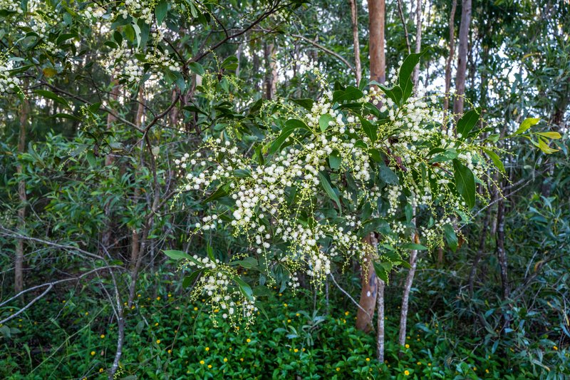 Blackwood photo 3