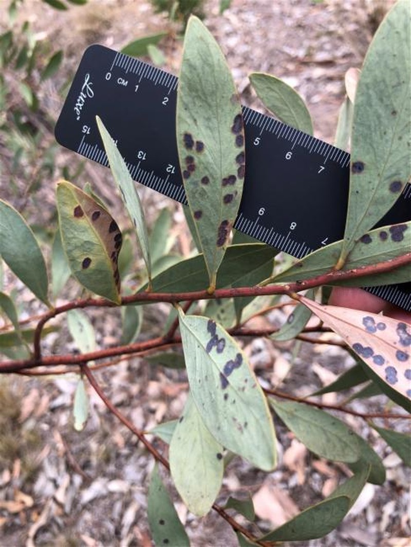 Acacia penninervis var. penninervis