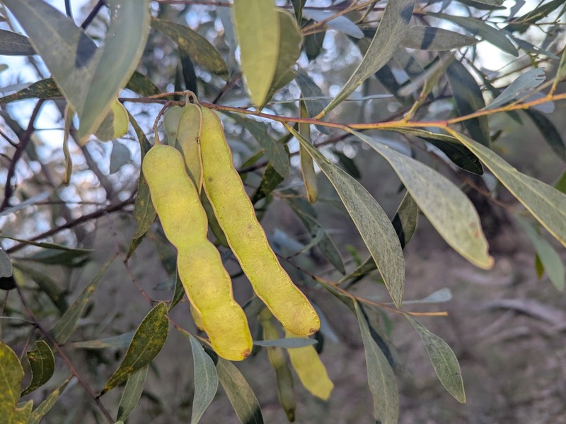 Acacia penninervis var. penninervis photo 2