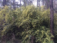 Acacia pentadenia