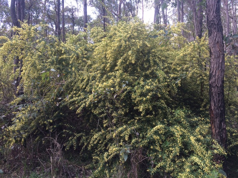 Acacia pentadenia