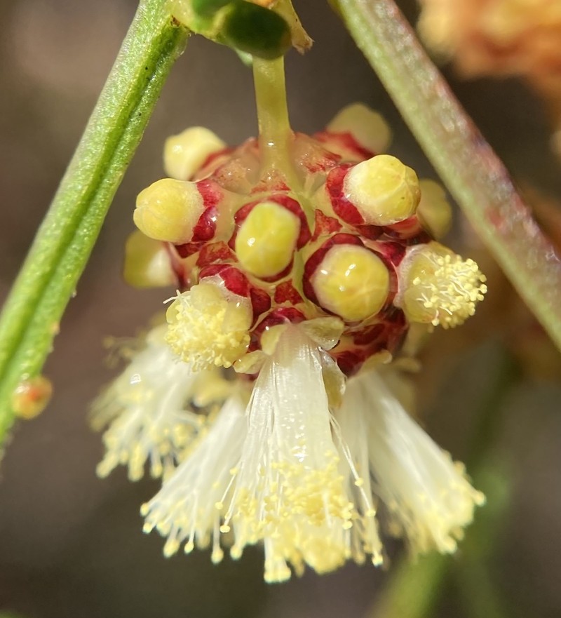 Acacia pentadenia photo 2