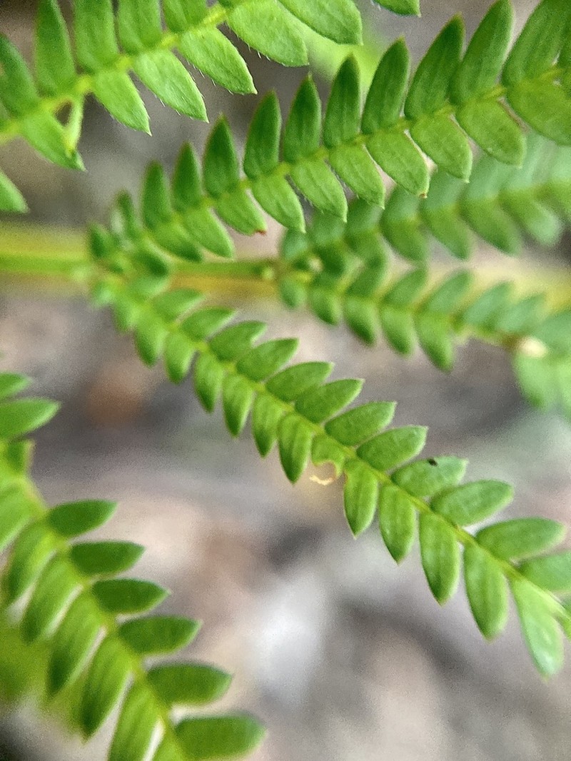 Acacia pentadenia photo 3