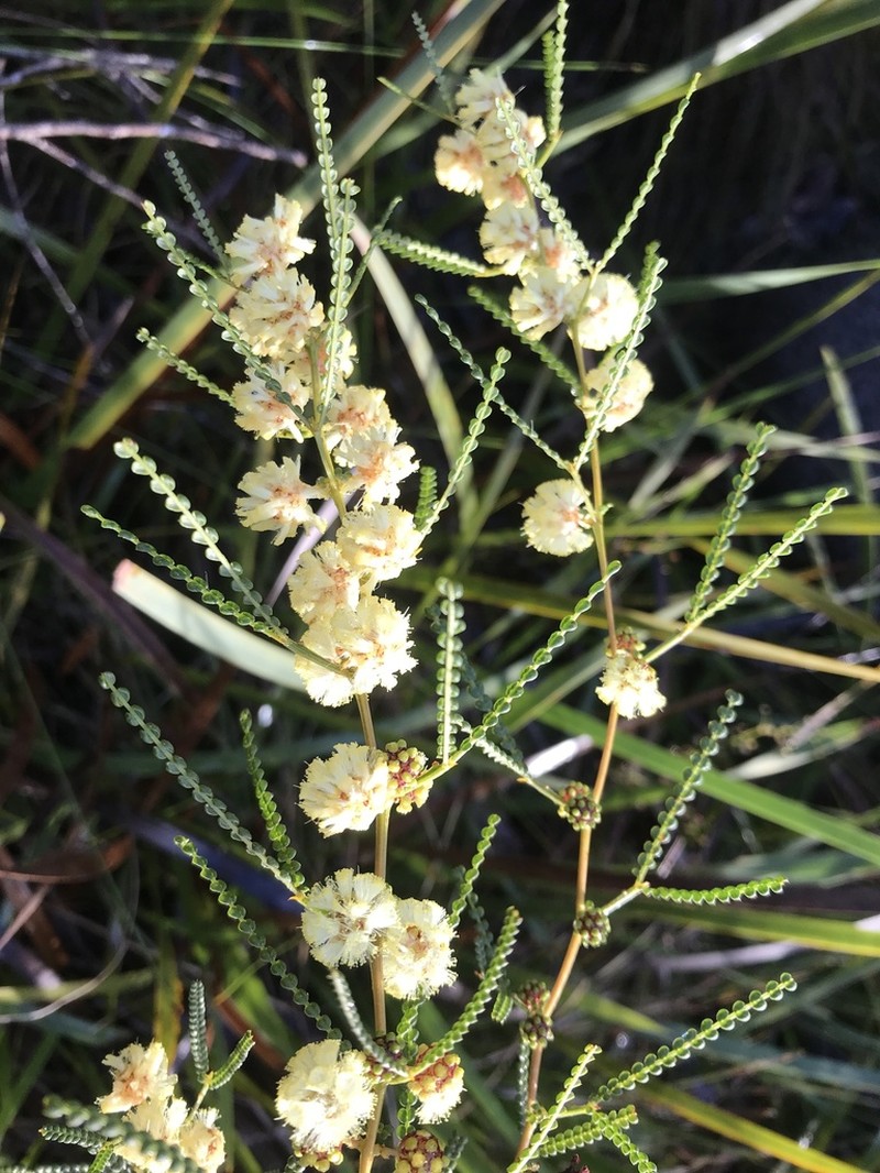 Acacia pentadenia photo 4