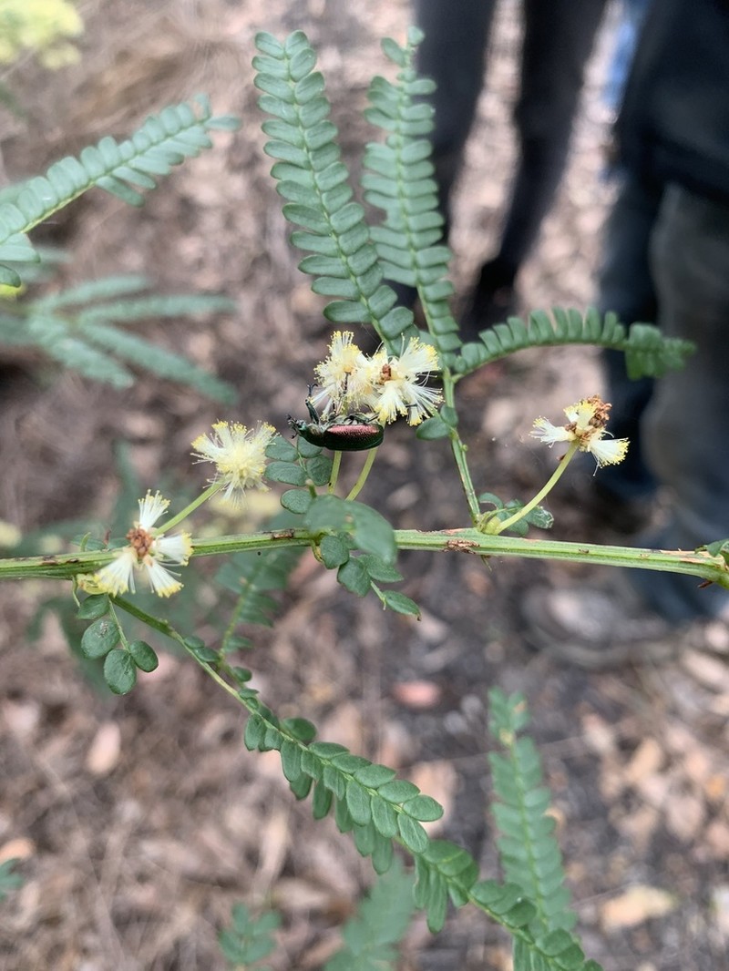 Acacia pentadenia photo 5