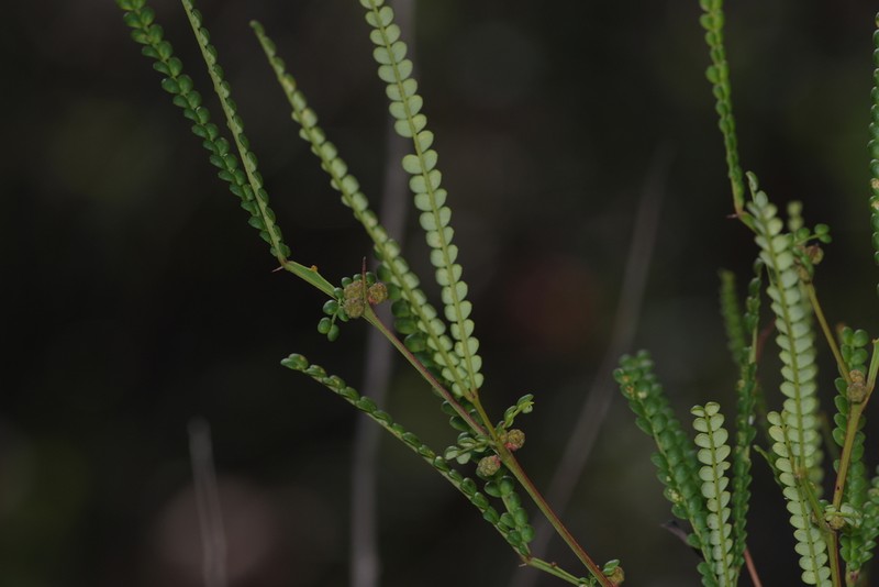 Acacia pentadenia photo 6