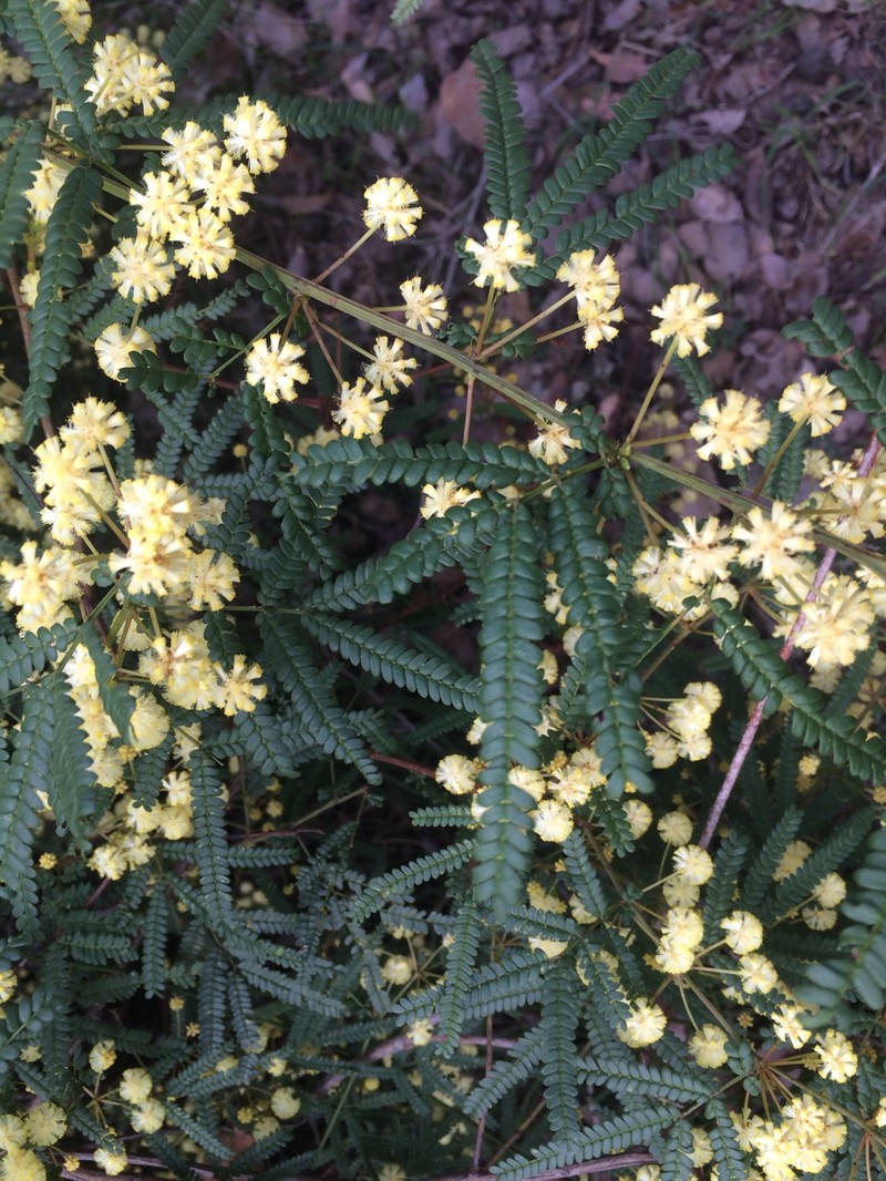 Acacia pentadenia photo 7