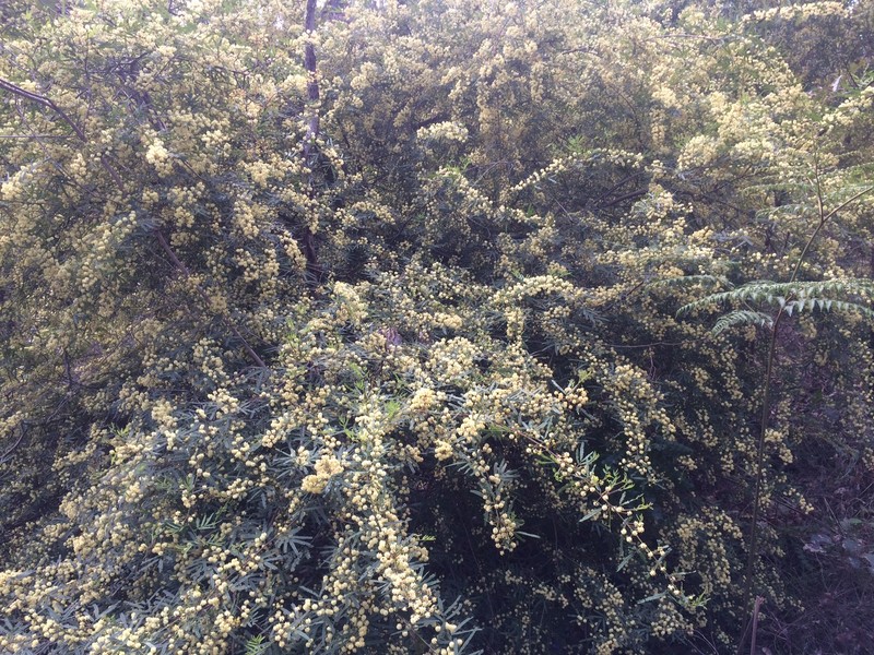 Acacia pentadenia photo 8