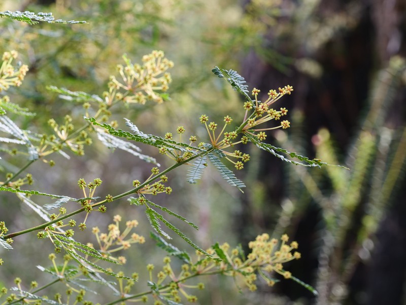 Acacia pentadenia subsp. pentadenia