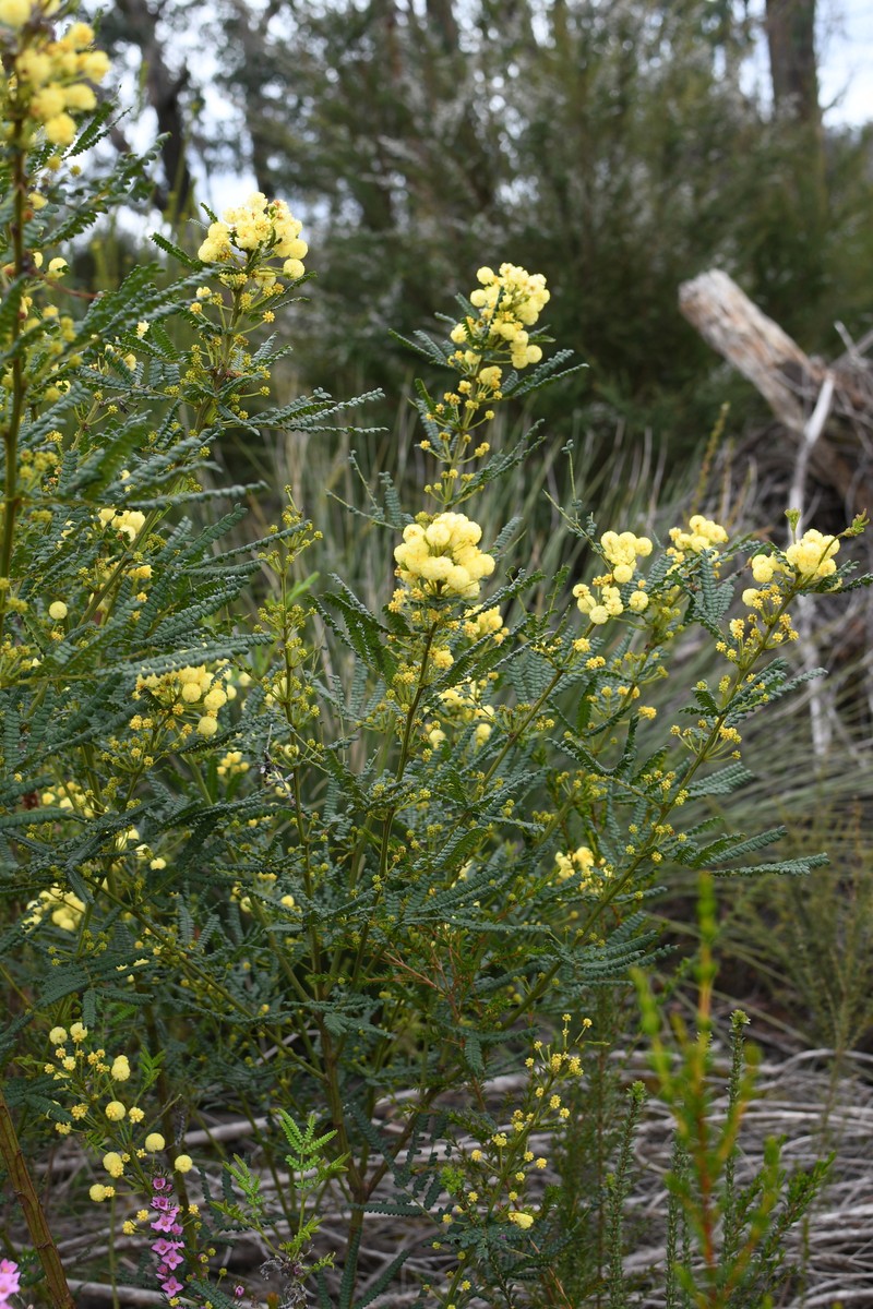 Acacia pentadenia subsp. pentadenia photo 2