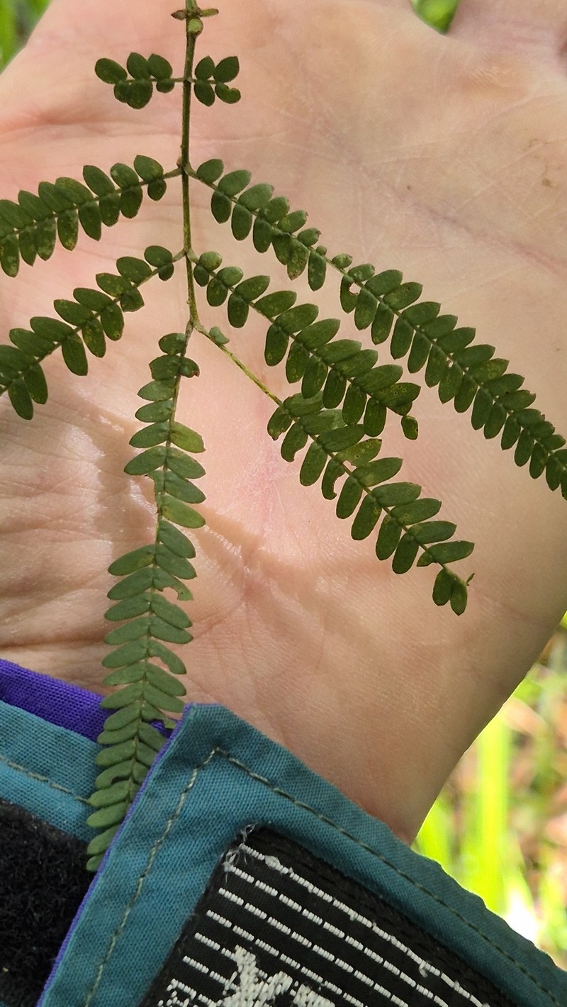 Acacia pentadenia subsp. pentadenia photo 3
