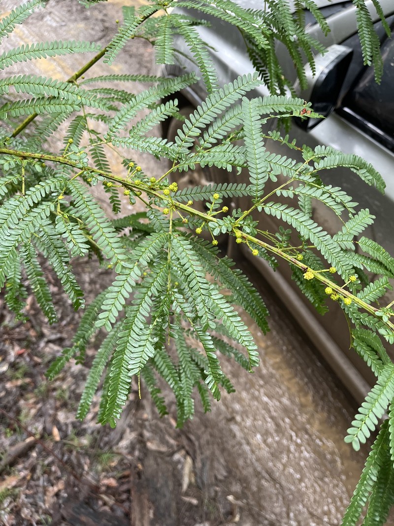 Acacia pentadenia subsp. pentadenia photo 5