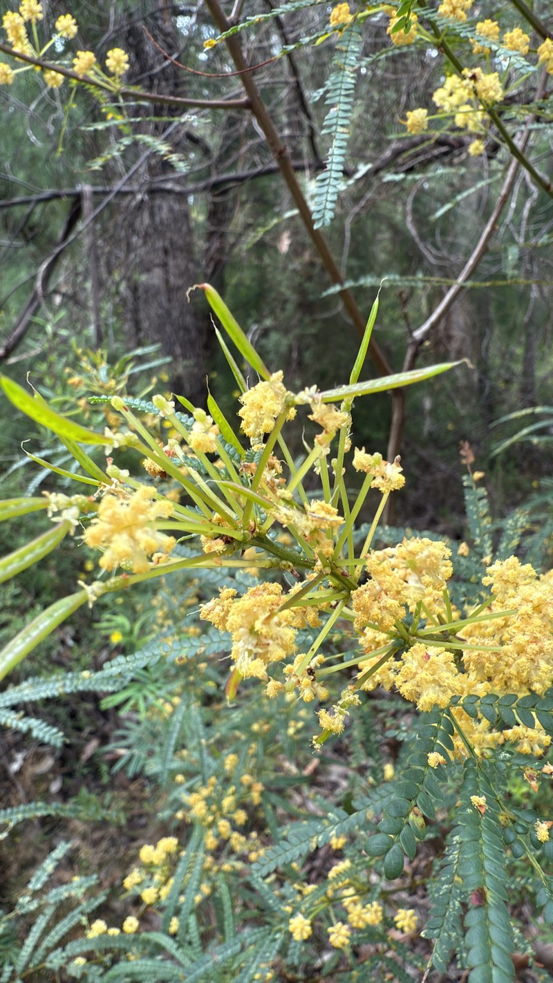 Acacia pentadenia subsp. pentadenia photo 6