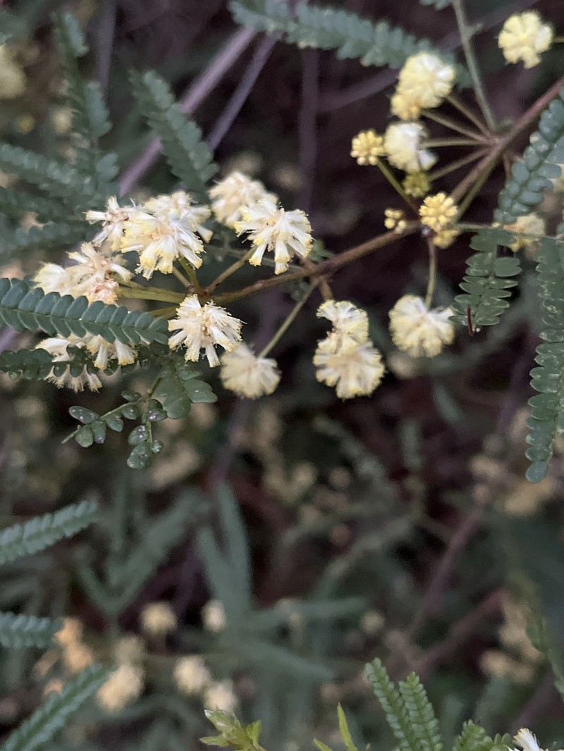 Acacia pentadenia subsp. pentadenia photo 7