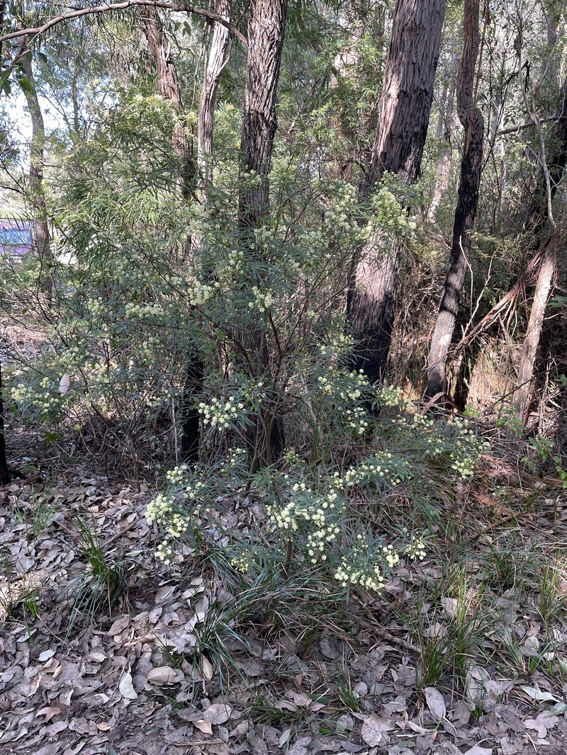 Acacia pentadenia subsp. pentadenia photo 8