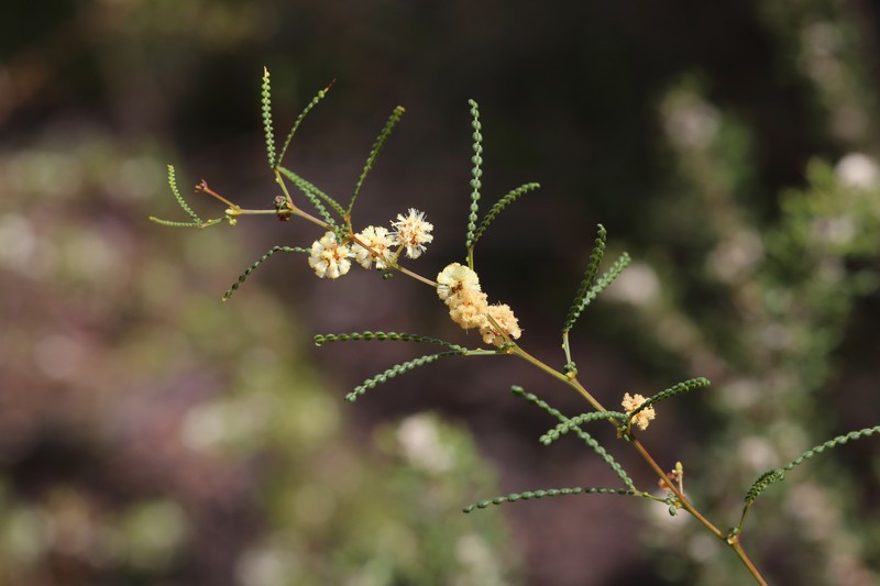 Acacia pentadenia subsp. syntoma