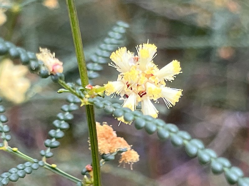 Acacia pentadenia subsp. syntoma photo 2