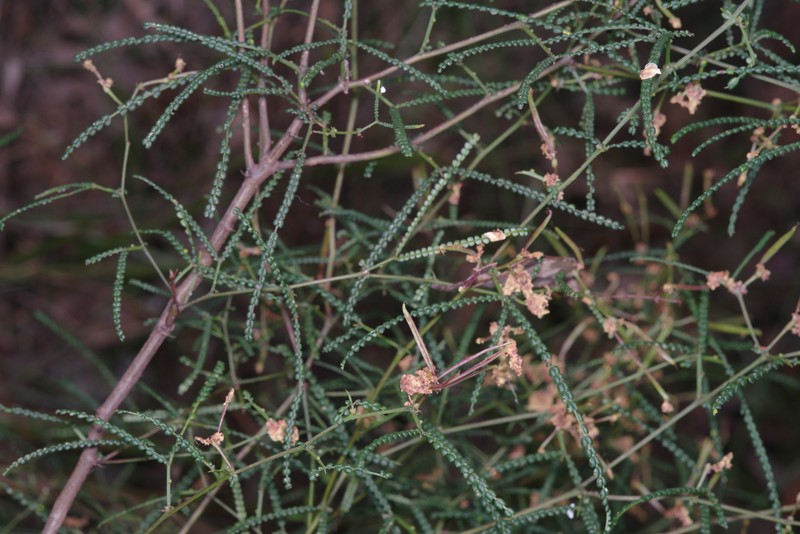 Acacia pentadenia subsp. syntoma photo 3