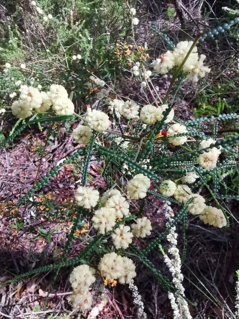 Acacia pentadenia subsp. syntoma photo 4