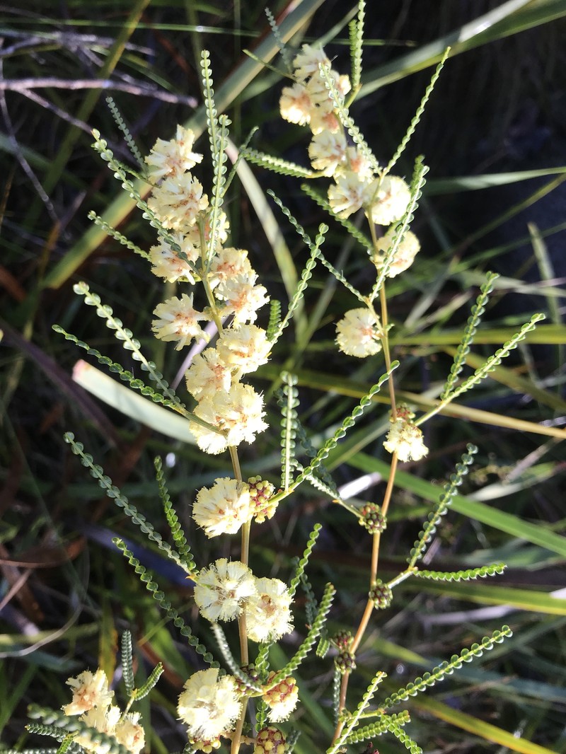 Acacia pentadenia subsp. syntoma photo 5