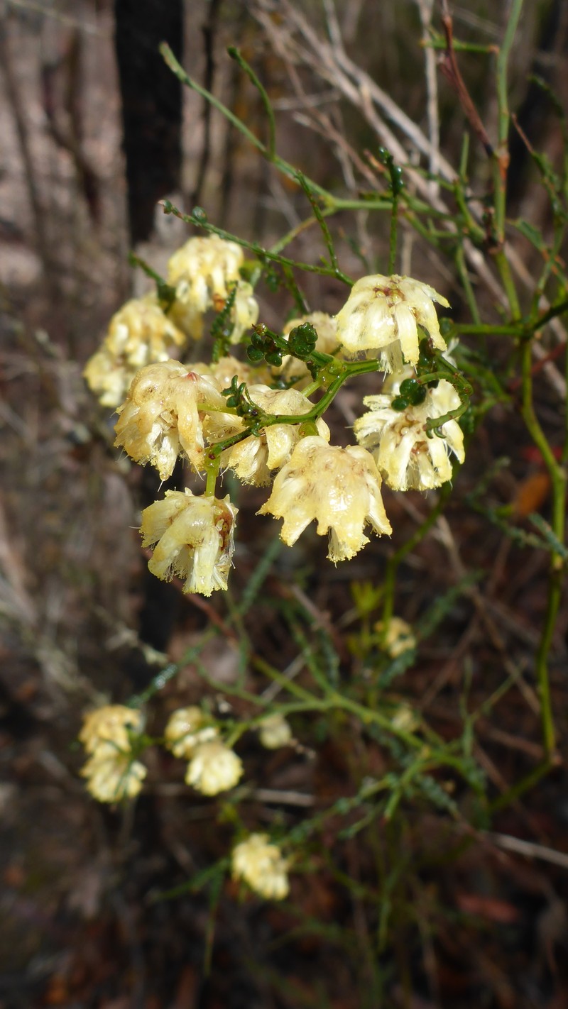 Acacia pentadenia subsp. syntoma photo 7