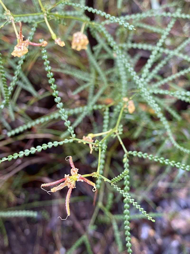 Acacia pentadenia subsp. syntoma photo 8