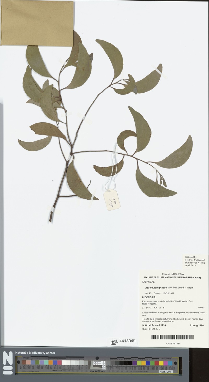 Acacia peregrinalis photo 4