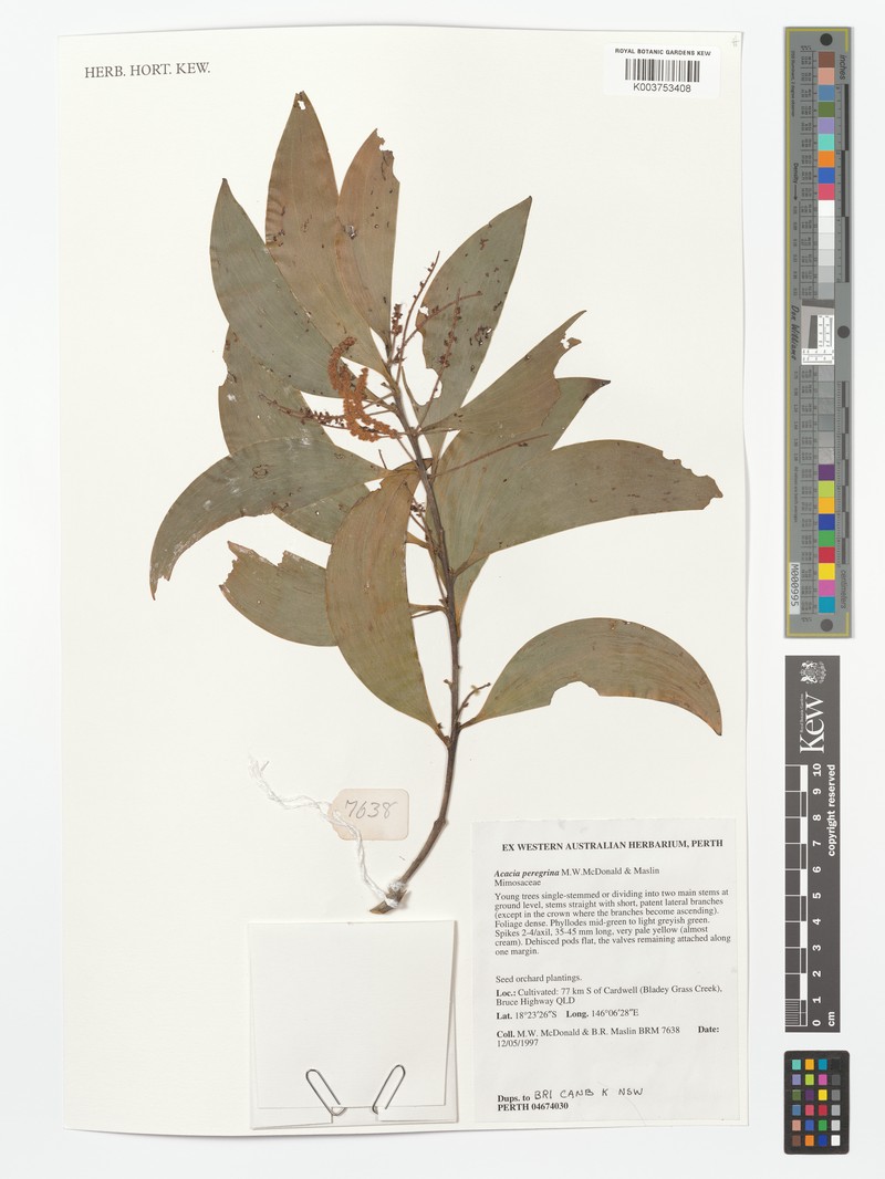 Acacia peregrinalis